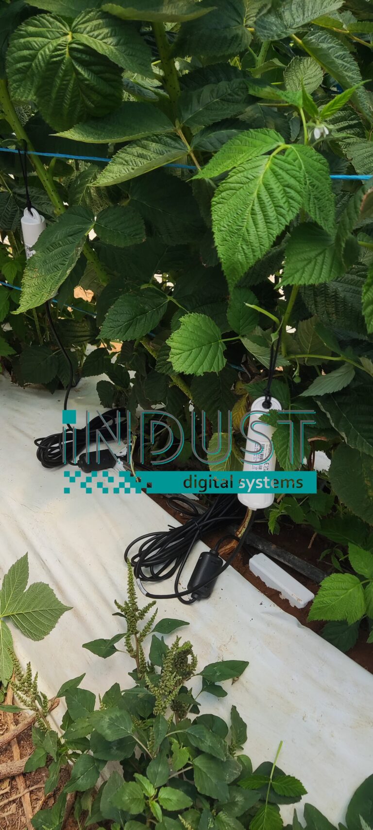 indust-ψηφιακος-μετασχηματισμος-indust greenshouse application 3