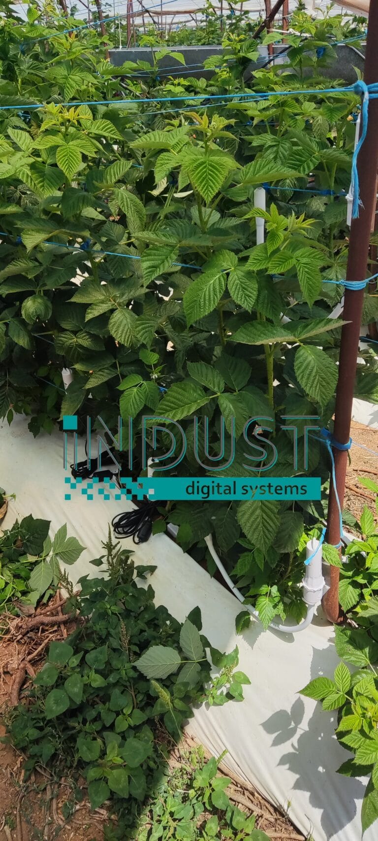 indust-ψηφιακος-μετασχηματισμος-indust greenshouse application 4