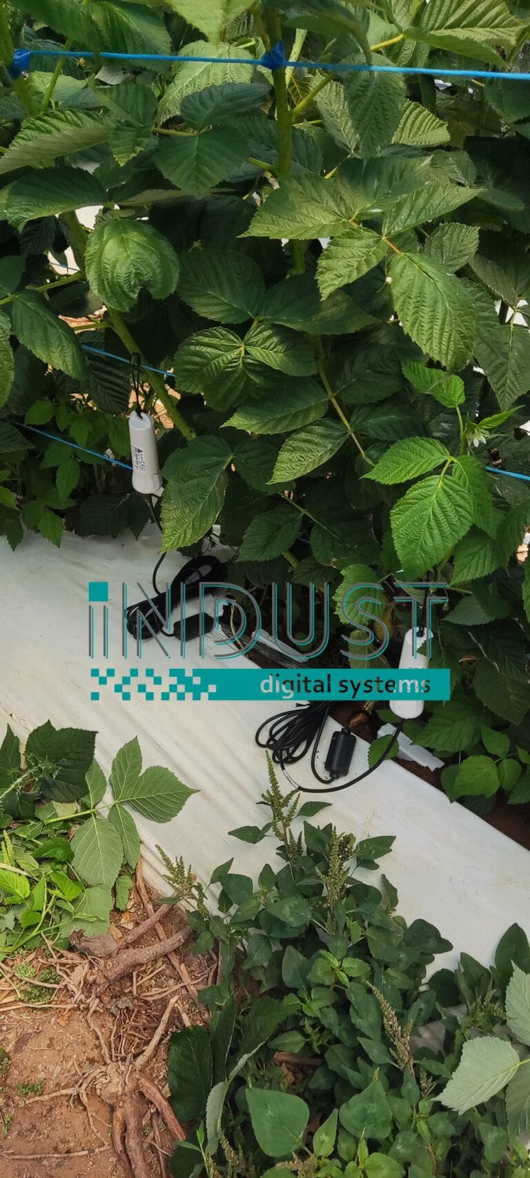 indust-ψηφιακος-μετασχηματισμος-indust greenshouse application 5