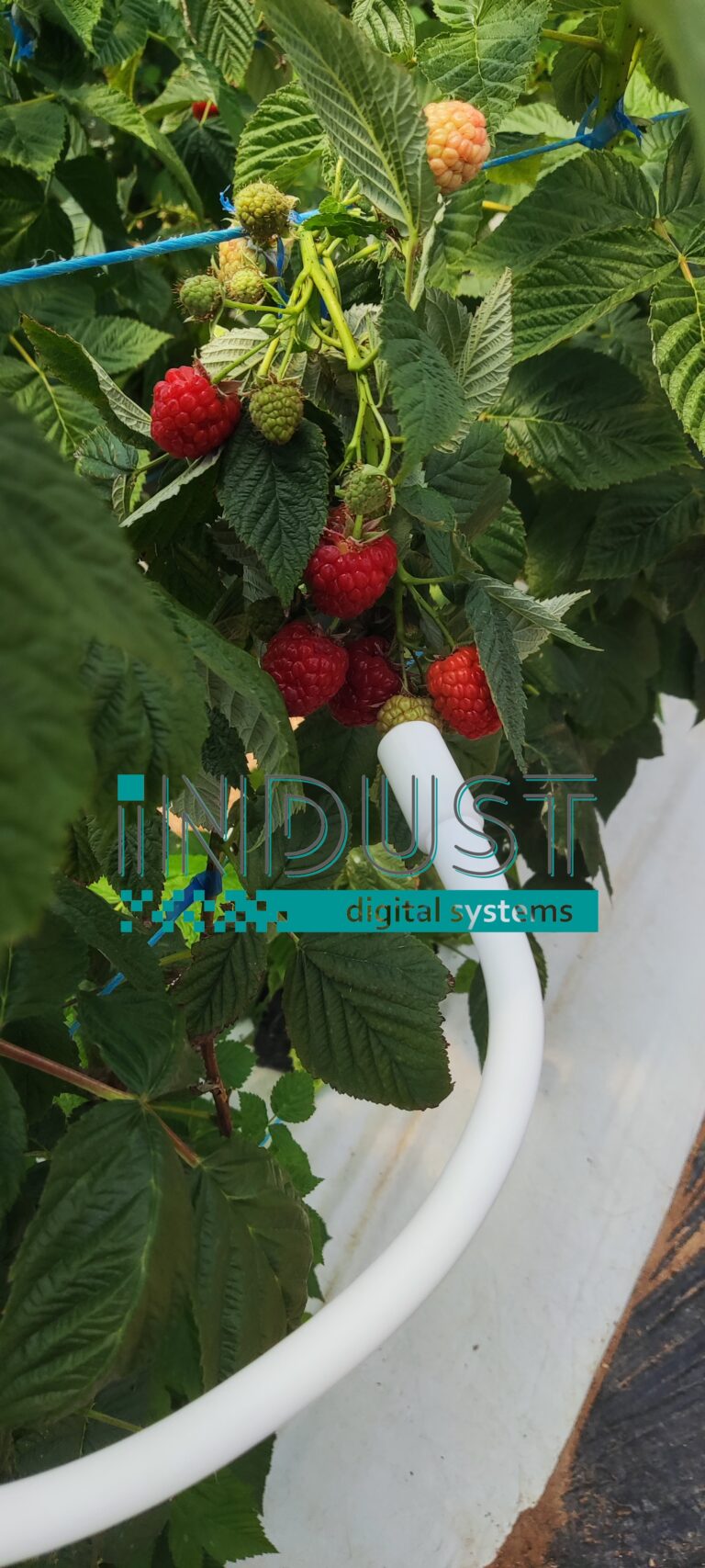 indust-ψηφιακος-μετασχηματισμος-indust greenshouse application 6