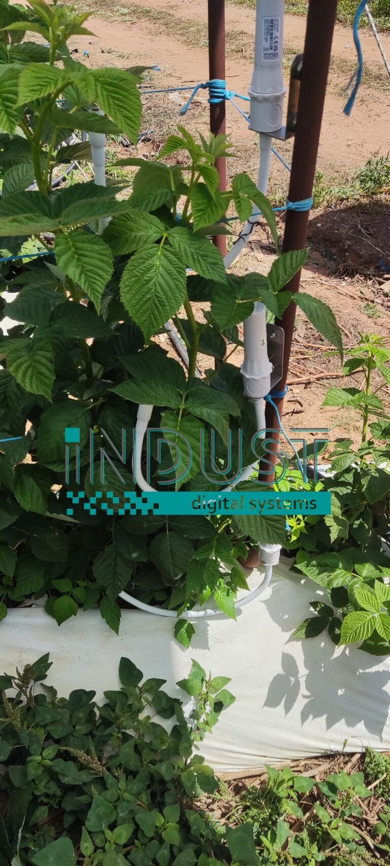 indust-ψηφιακος-μετασχηματισμος-indust greenshouse application 9